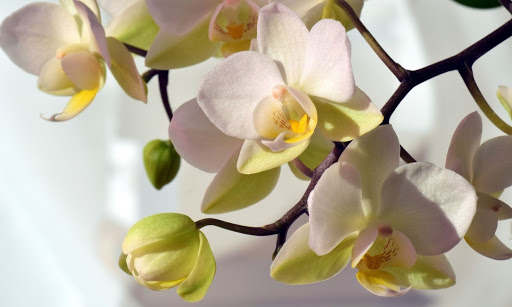 5 secretos simples para cultivar una orquídea saludable