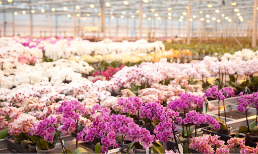 Los mejores lugares para comprar orquídeas: una lista de pros y contras para los vendedores de orquídeas