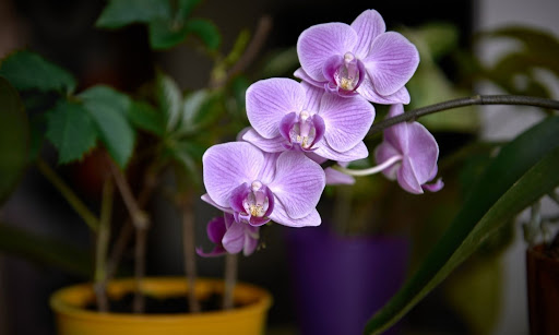 Cómo revivir tu orquídea moribunda en 5 pasos rápidos