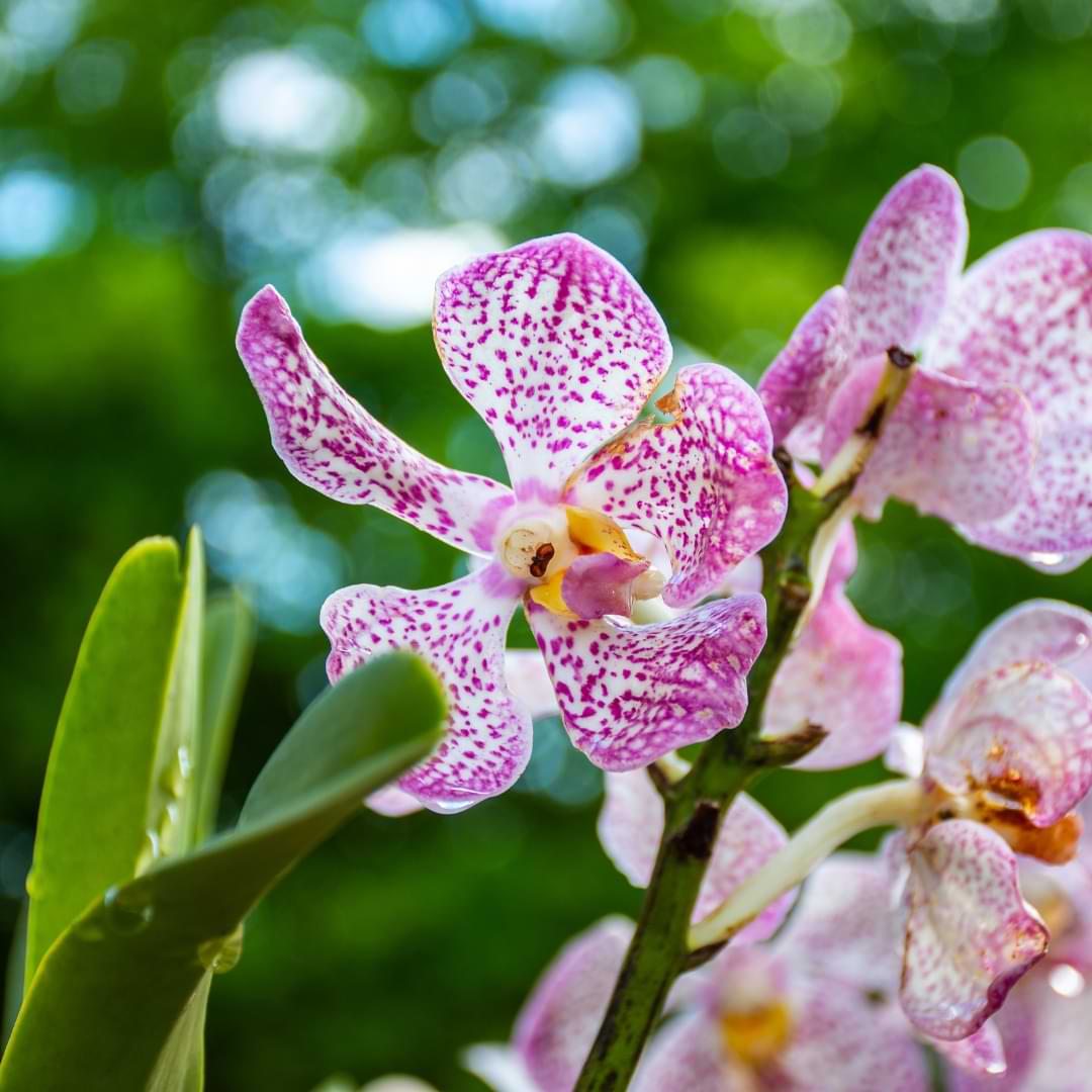 Los pros y los contras de regar las orquídeas con cubitos de hielo