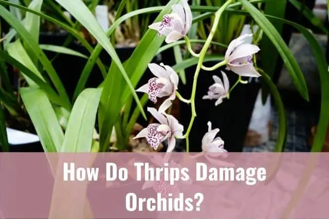 ¿Cómo dañan los trips a las orquídeas?