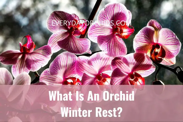 ¿Cómo le das a tus orquídeas un descanso de invierno?