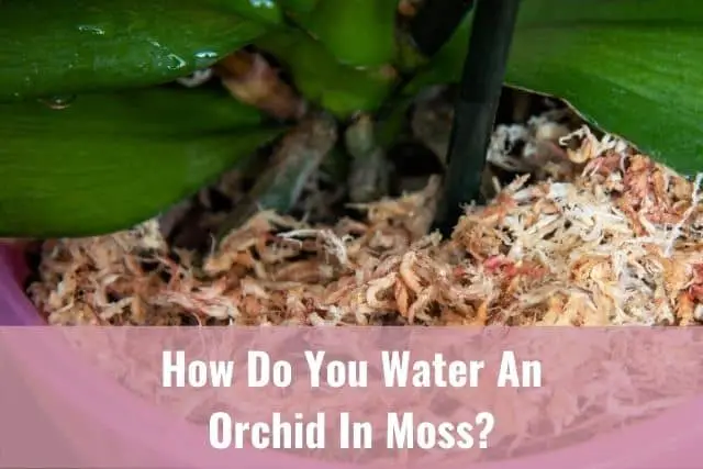 ¿Cómo se riega una orquídea en musgo?