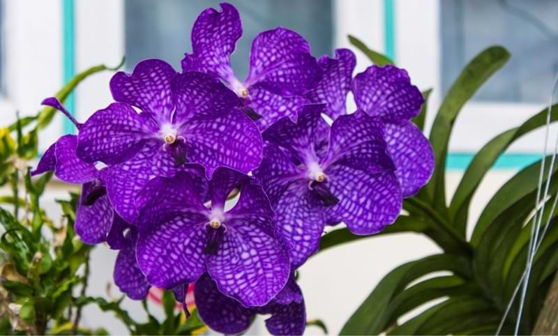¿Cuánto duran las orquídeas? | Vive para florecer