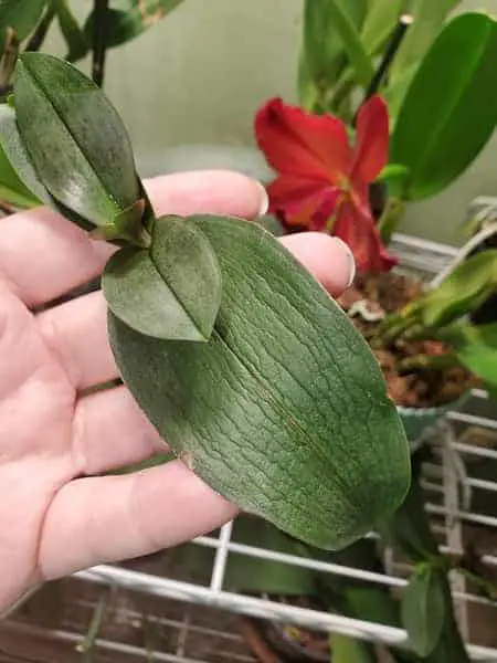¿Las hojas de las orquídeas dejaron de crecer? 9 razones y explicaciones