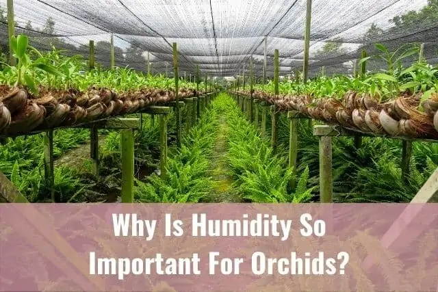 ¿Por qué es tan importante la humedad para las orquídeas?