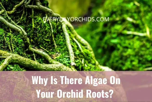 ¿Por qué hay algas en las raíces de tus orquídeas?