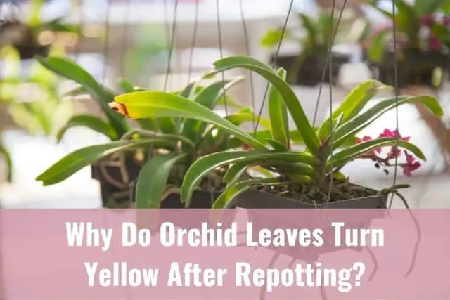 ¿Por qué las hojas de las orquídeas se vuelven amarillas después de trasplantarlas?