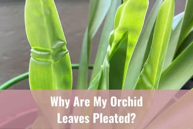 ¿Por qué mis hojas de orquídea están plisadas?
