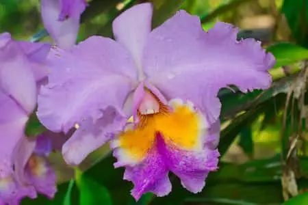 ¿Pueden las orquídeas crecer a partir de esquejes? 4 métodos que funcionan
