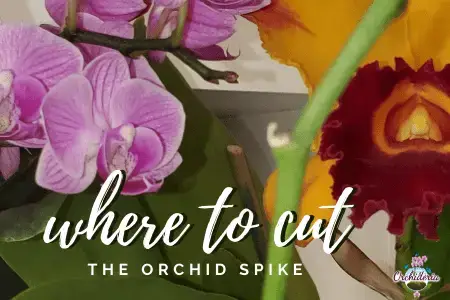 ¿Qué es un nodo orquídea? & 9 Otras preguntas sobre pinchos de flores