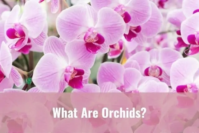 ¿Qué son las orquídeas?