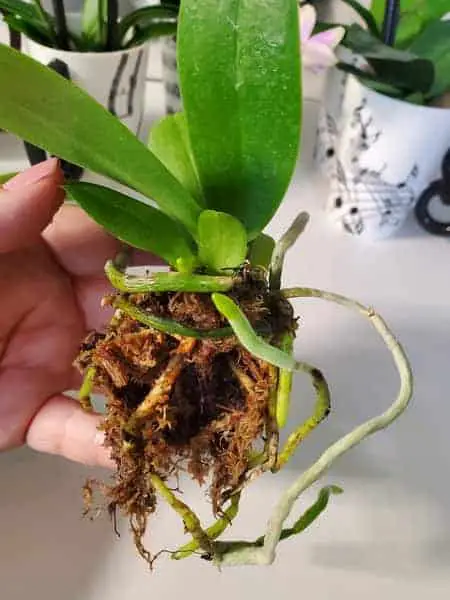 ¿Regar las orquídeas después de trasplantarlas?