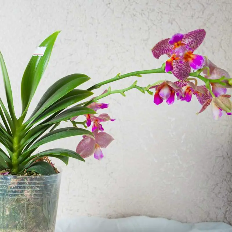 ¿Se puede enraizar un tallo de orquídea en el agua de un esqueje?