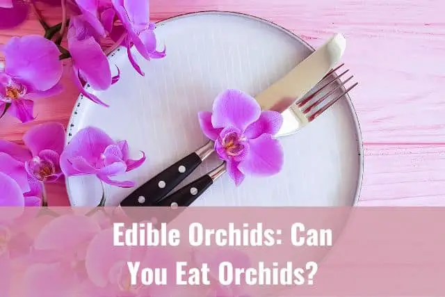¿Son comestibles las orquídeas? Datos divertidos y cómo usarlos