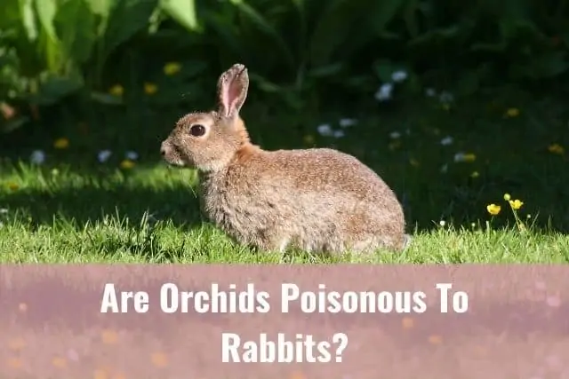 ¿Son las orquídeas venenosas para los conejos?