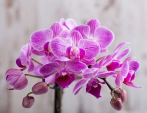 10 tipos de orquídeas fáciles de cultivar para su jardín interior