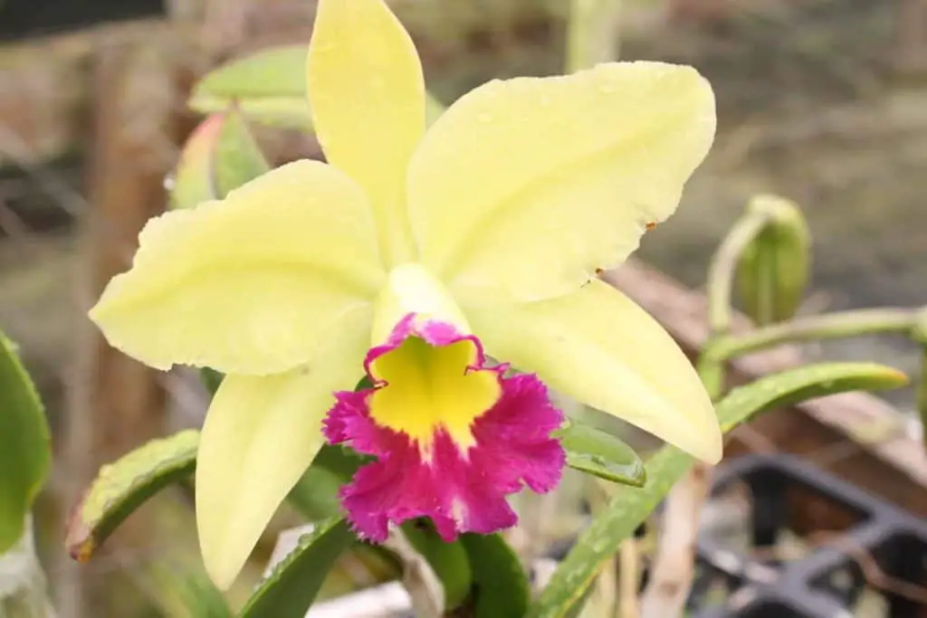 Las 8 preguntas y respuestas más importantes sobre orquídeas sobre Keikis