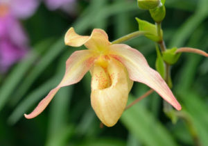 La guía definitiva para las orquídeas zapatilla de dama