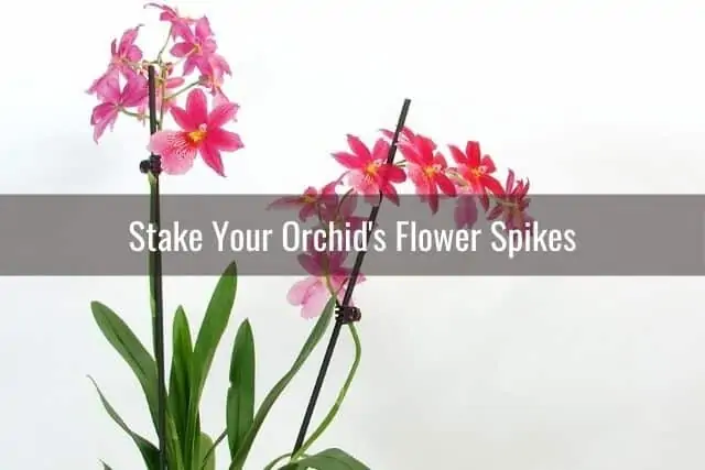Cómo cuidar tu orquídea en otoño