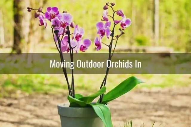 Cómo cuidar tu orquídea en otoño