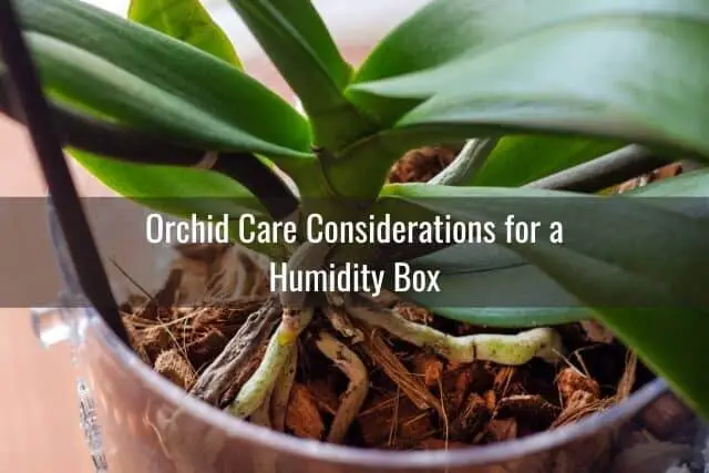 Cómo hacer crecer raíces de orquídeas rápidamente usando una caja de humedad