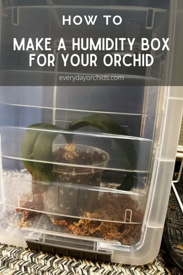 Cómo hacer crecer raíces de orquídeas rápidamente usando una caja de humedad