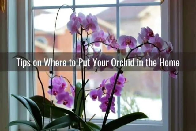 Las mejores cosas que debes hacer con una nueva orquídea