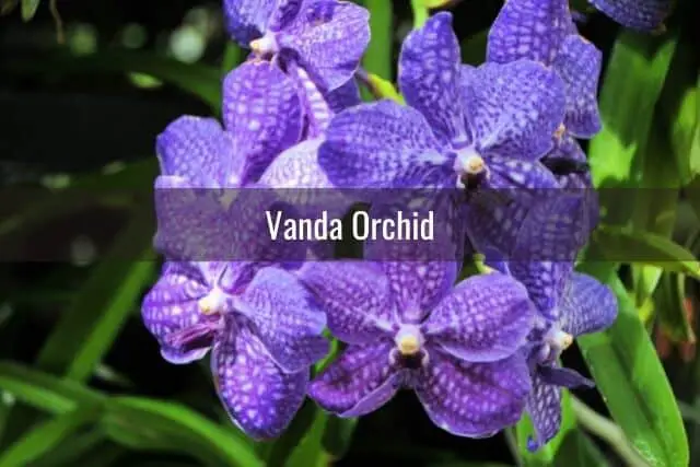 Las mejores cosas que debes hacer con una nueva orquídea