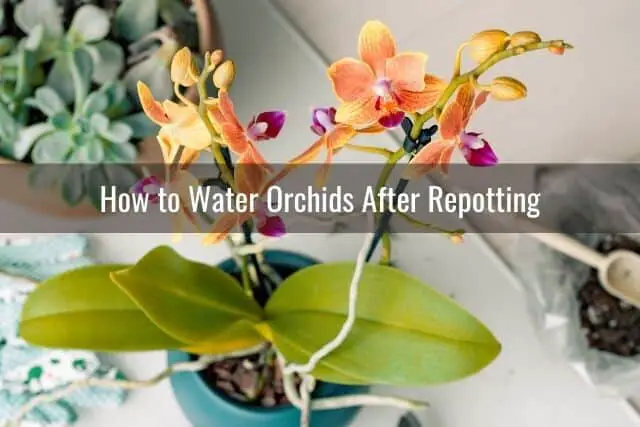 Cómo regar tus orquídeas: todo lo que necesitas saber