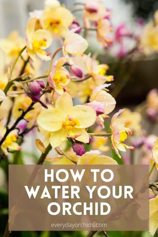 Cómo regar tus orquídeas: todo lo que necesitas saber