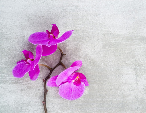 ¿Qué significa tu orquídea para ti? Una guía para el significado y el simbolismo de las orquídeas