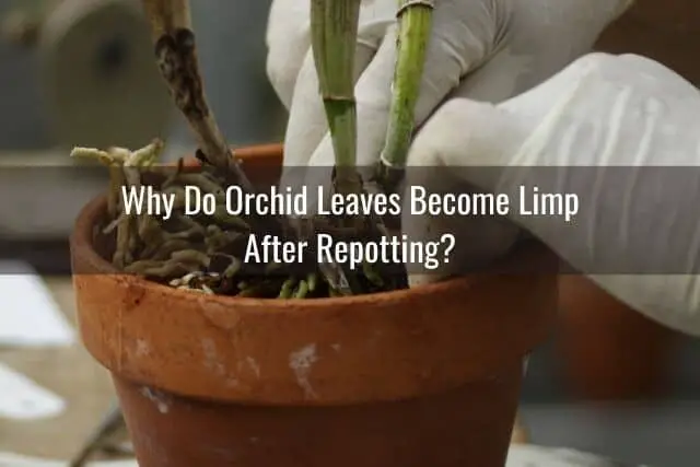 ¿Cuándo se deben cortar las hojas arrugadas y flácidas de las orquídeas?
