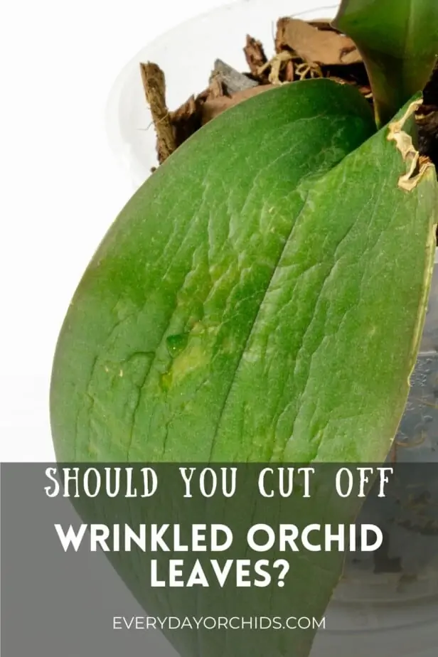 ¿Cuándo se deben cortar las hojas arrugadas y flácidas de las orquídeas?