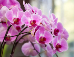 7 consejos para mantener tu jardín de orquídeas próspero