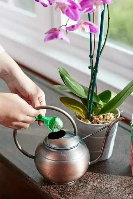 ¿Puedo usar fertilizante sobrante de orquídeas en plantas domésticas?