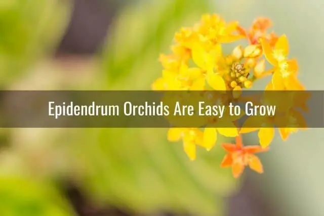 Cómo cuidar las orquídeas Epidendrum