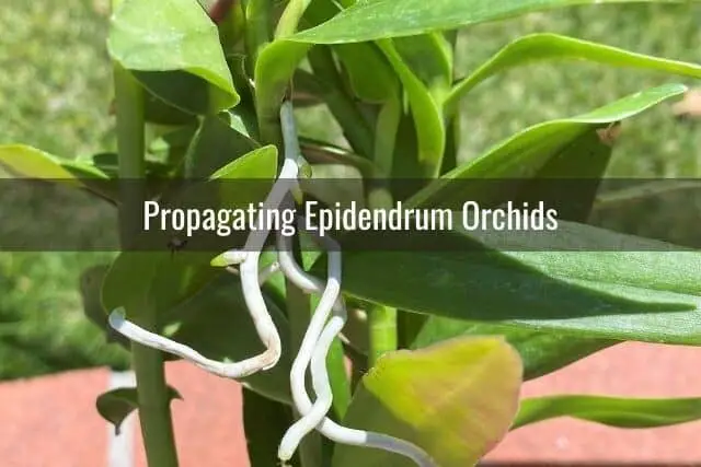 Cómo cuidar las orquídeas Epidendrum