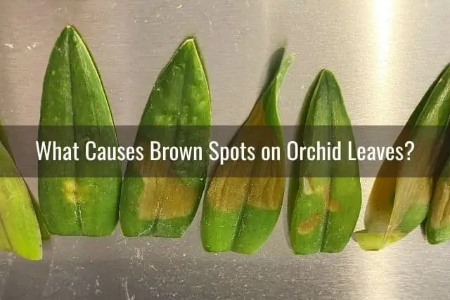 Cómo tratar las manchas marrones y la podredumbre en las hojas de las orquídeas