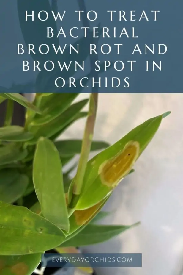 Cómo tratar las manchas marrones y la podredumbre en las hojas de las orquídeas