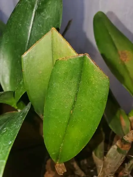 Propiedades de la canela en una orquídea: ¿antifúngico o desecante?