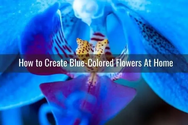 ¿Son reales las orquídeas azules? ¿Cómo se hacen las orquídeas azules?