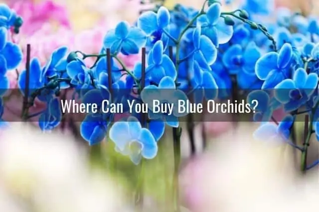 ¿Son reales las orquídeas azules? ¿Cómo se hacen las orquídeas azules?