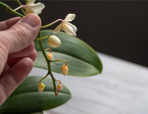 ¿Está enferma mi orquídea? 7 señales de que algo anda mal
