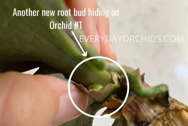 ¿El método Sphag and Bag realmente funciona para las orquídeas?