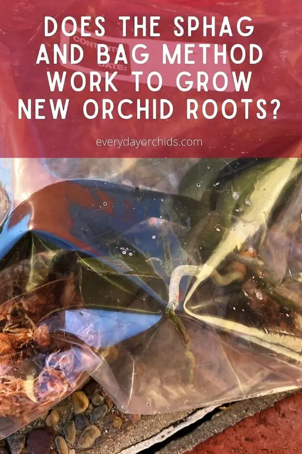 ¿El método Sphag and Bag realmente funciona para las orquídeas?