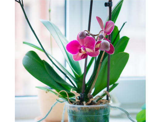 Cómo se reproducen las orquídeas: una guía para propagar su planta de orquídea