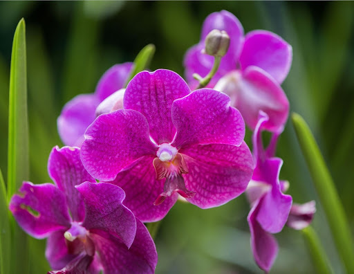 Fertilizante para orquídeas: Domine la alimentación de orquídeas con estos 4 consejos imprescindibles