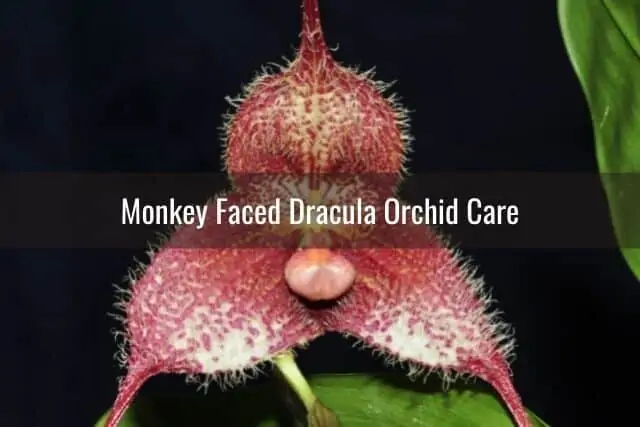 Todo sobre las orquídeas de Drácula con cara de mono