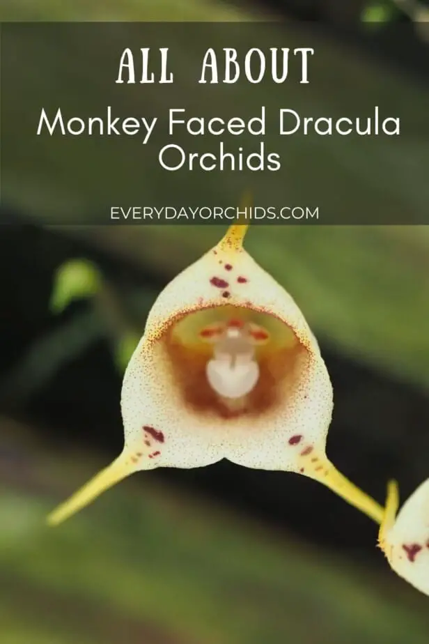 Todo sobre las orquídeas de Drácula con cara de mono